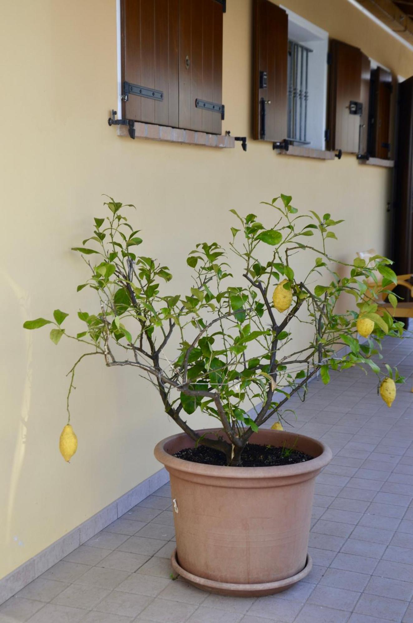 Willa A Casa Di Amici Vidor Zewnętrze zdjęcie